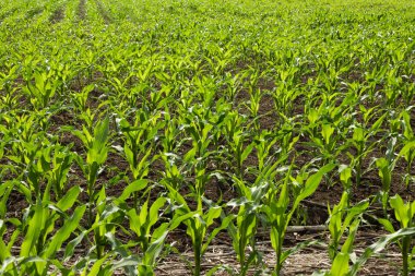 Güneşli bir yaz gününde genç mısır bitkileriyle dolu bir tarla.