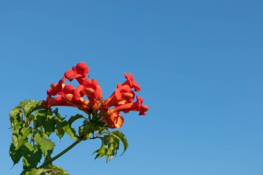 Güneşli bir günde açık mavi gökyüzüne yeşil yapraklı kırmızı campiler.