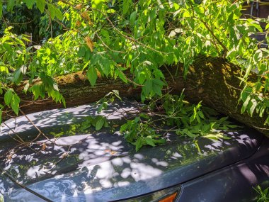 The tree fell on the car after a storm and strong wind. Vehicle damaged by a fallen tree branch