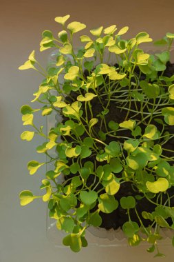 Mikroyeşil roka lahanası yakından filizlenir. Salata ve yiyecek için doğal bitkiler. Yumuşak seçici odak