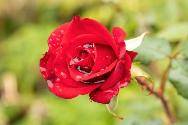 Yağmurdan sonra su damlayan kırmızı gül tomurcuğu. Yumuşak seçici odaklı yakın plan çiçek