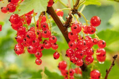 A bunch of ripe red currant berries growing on the branches of a bush close-up clipart