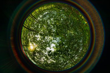 Ormandaki dallarda yoğun yeşil yapraklar geniş açılı balık gözü merceğiyle.