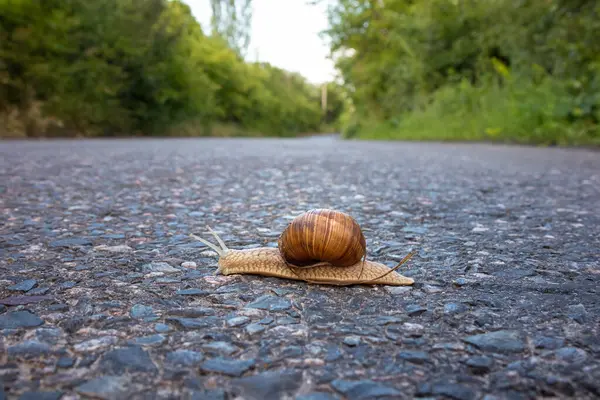 Grape Snail Crawls Asphalt Road Summer Day — Stock Photo, Image