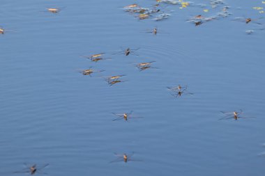 Su yürüyücüleri bir nehrin ya da göletin su yüzeyine yakın dururlar. Vahşi doğadaki böcekler