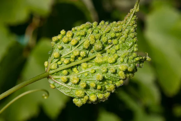 Üzüm yaprağı yaprağı filoxera (Dactylosphaera vitifoliae)