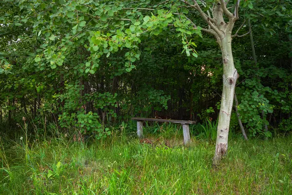 Petit Banc Bois Sous Arbre Dans Jardin Une Forêt Jour — Photo