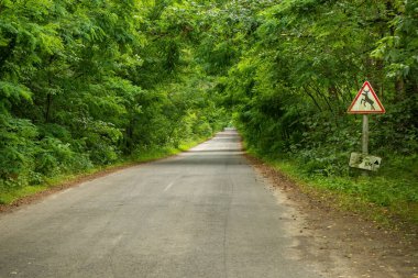 Yaprak döken bir ormanda asfalt yol ve vahşi hayvanlar hakkında uyarı levhası.