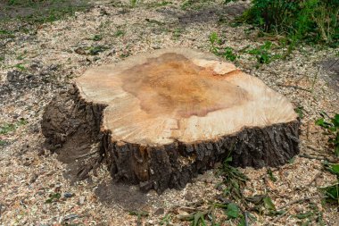 Yakın zamanda kesilmiş büyük yaşlı bir ağacın kütüğü.