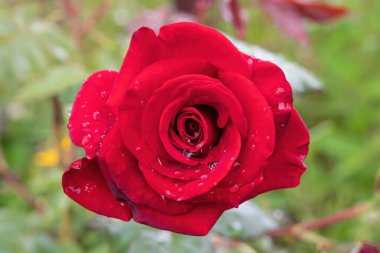 Çiçek açan kırmızı gül. Su damlalarıyla kaplan. Yumuşak seçici bir odak.