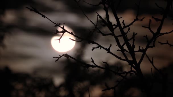 Full Moon Dark Cloudy Night Branches Tree Leaves Spooky Feeling — Stock Video