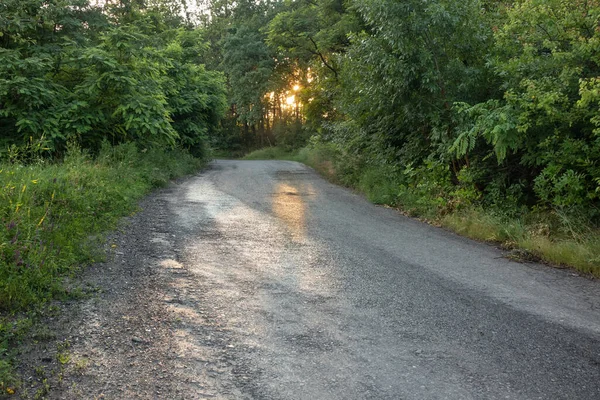 Jalan Lengkung Asphalt Dengan Belokan Hutan Dengan Semak Semak Dengan — Stok Foto