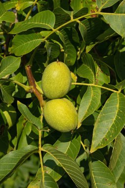 Güneşli bir günde yaprakları birbirine yakın bir dalda doğal ceviz.