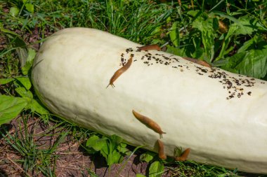 Marrow 'un (kabak) otların üzerindeki sebze bahçesindeki sümüklüböcekler - çiftçilik ve tarım problemi