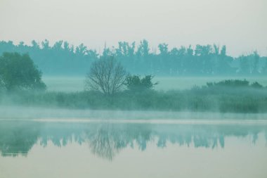 Yazın ağaçlı bir gölün kıyısında ya da nehirde sis.