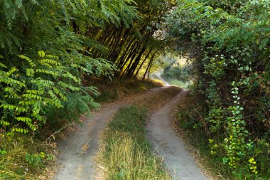Ağaçlardan ve çalılardan oluşan tüneli olan yaprak döken bir ormanda toprak yol. Bir yaz günü kırsalda yol