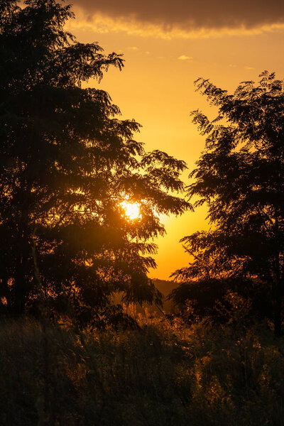 Yellow-orange light of the Sun at sunset behind the branches of trees with leaves on a summer evening