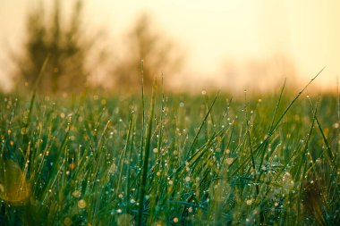 Çimlerin üzerine çiy damlaları düşer. Sabah bitkilerin üzerine su buharlaşır.