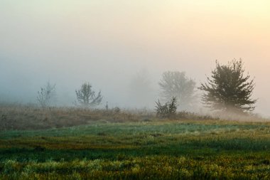 Çimlerin ve ağaçların olduğu bir çayırda sabah sisi. Orman bozkırının doğası Yazın sabahları
