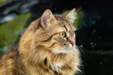 Uzun saçlı kedi yan tarafa bakıyor, yakın plan.