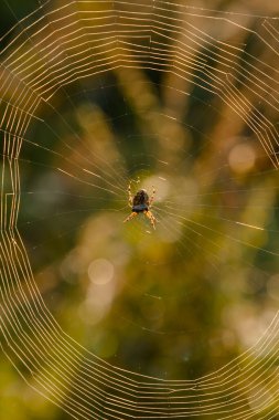 Araneus örümceğiyle yakın çekim. Yumuşak Seçici Odaklanma