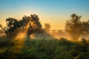 Yazın kırsal kesimdeki bir ağaçtan gelen sisli güneş ışınlarıyla resimli bir sabah manzarası.