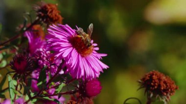 Pembe çiçekte bal arısı. Yıllık Çiçekler Senfoni Novi-Belgii