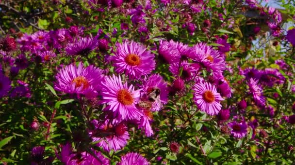 Mézes Méhek Dongó Rózsaszín Virágokon Évelő Virágok Symphyotrichum Novi Belgii — Stock videók