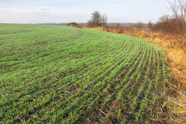 Green winter wheat sprouts growing on an agricultural field on an autumn day. Natural plant