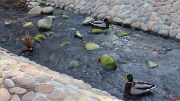 Fluxo Decorativo Com Água Corrente Patos Selvagens Parque — Vídeo de Stock