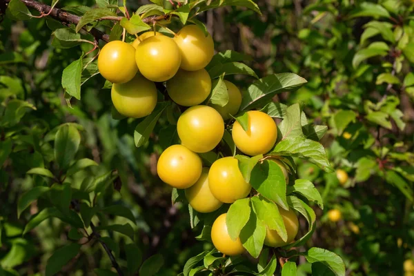 Ripe yellow cherry plum fruits close-up (Myrobalan plum, prunus cerasifera) on a tree branch on a sunny day