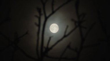 Full moon in the branches of a tree without leaves, a dark cloudy night has an spooky feeling like thriller and horror films. Real shooting through a telephoto lens. Soft selective focus