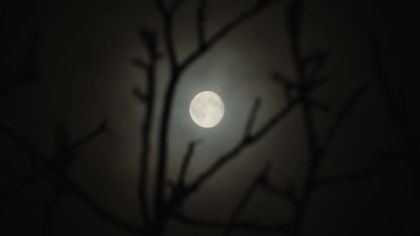 Full Moon Branches Tree Leaves Dark Cloudy Night Has Spooky — стокове відео