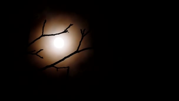 Lua Cheia Com Nuvens Voadoras Atrás Dos Ramos Uma Árvore — Vídeo de Stock