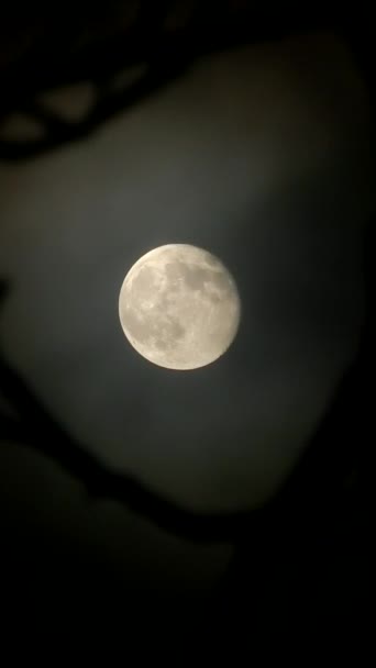 Полная Луна Летящими Облаками Ветвями Дерева Темную Туманную Ночь Стрелял — стоковое видео