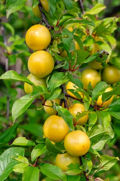 Ripe yellow cherry plum fruits (Prunus cerasifera, myrobalan plum) on a tree branch