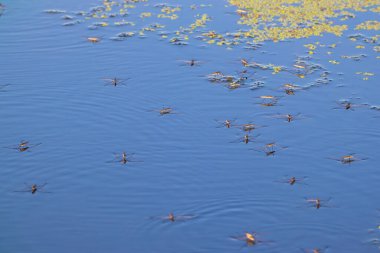 Su yüzeyinde su yayan araçlar var. Yakın plan. Vahşi doğadaki böcekler