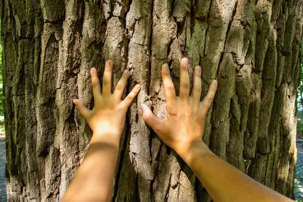 Adult and child male hands touch the trunk of a large old tree outdoors. Environment protection