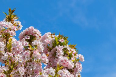 Pembe çiçekli kiraz çiçekleri (Sakura) dalları