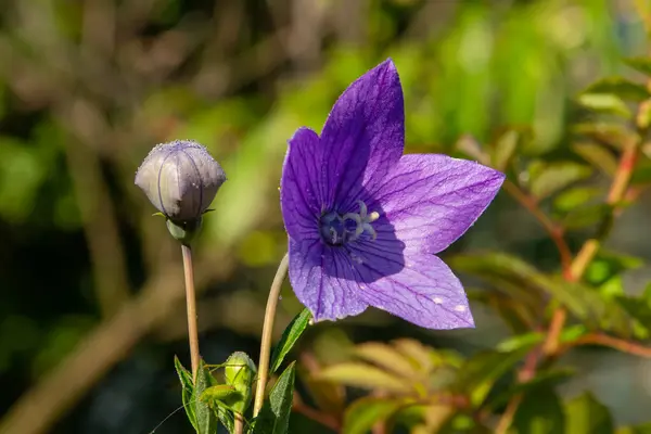 Purple balloon flower (Platycodon grandiflorus) and bud on a peduncle, close-up on a sunny day. Soft selective focus with blurred background