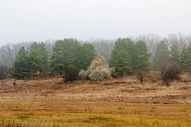 Karışık ormanların ve bozkırların doğal alanı. Kırsalda sisli bir sonbahar sabahı manzarası