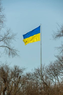 Ukrayna 'nın büyük ulusal bayrağı rüzgarda dalgalanıyor. Açık mavi bir gökyüzü ve yapraksız ağaç dallarının arka planında sarı-mavi bir bayrak.