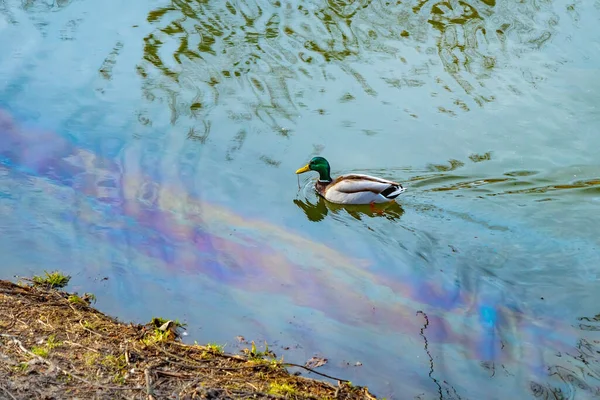 A duck swims on water with rainbow colored stains, polluted with oil or gasoline. Environmental disaster - water pollution with oil products