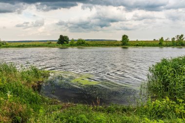 Ukrayna 'daki Seversky Donets nehrinde dalgalar. Çimenler ve sazlıklar kıyıda. Siverskyi Donets nehri yakınlarındaki kentsel olmayan yaz manzarası