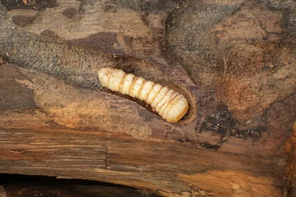 Bark Beetle Larva Tree Woodworm Larvae Brown Wood Surface Stock Image