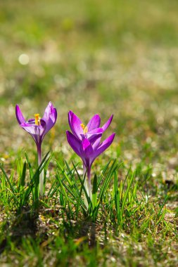 Yeşil çimlere yakın bahar tarlası. Güneşli bir günde Crocus Vernus 'un ilk bahar çiçekleri. Yumuşak Seçici Odaklanma