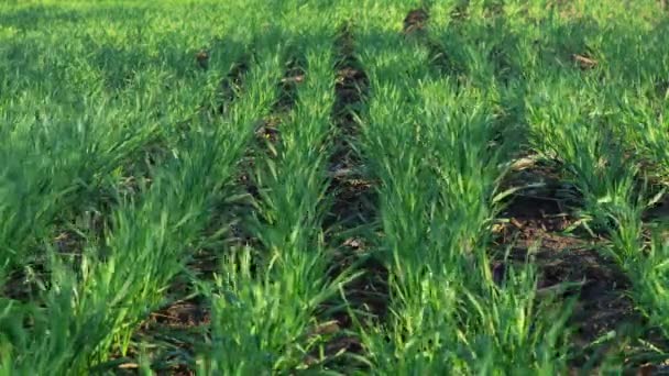 Zemědělské Pole Mladými Rostlinami Jarního Slunečného Dne Mladá Zelená Pšenice — Stock video