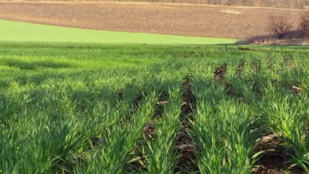 Mladá Zelená Pšenice Roste Poli Farmářské Pole Mladými Rostlinami Jarního — Stock video