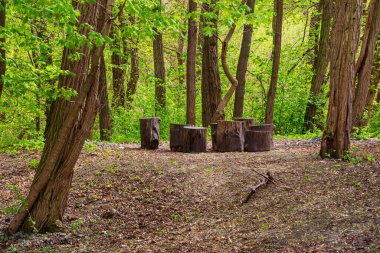 Ormandaki bir açıklıkta turistlerin dinlenebileceği bir yer. Bahar ya da yaz yaprak döken orman