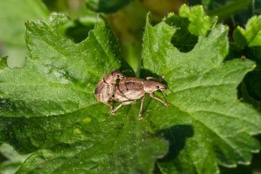 Frenk üzümü yaprağında böcek Peritelus sphaeroides. Böcek yakın plan, bahçede makro fotoğraf.